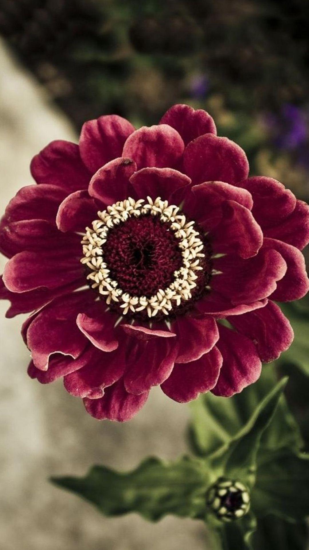 1080x1920 iPhone Flower Wallpaper 4k Floral Wallpaper