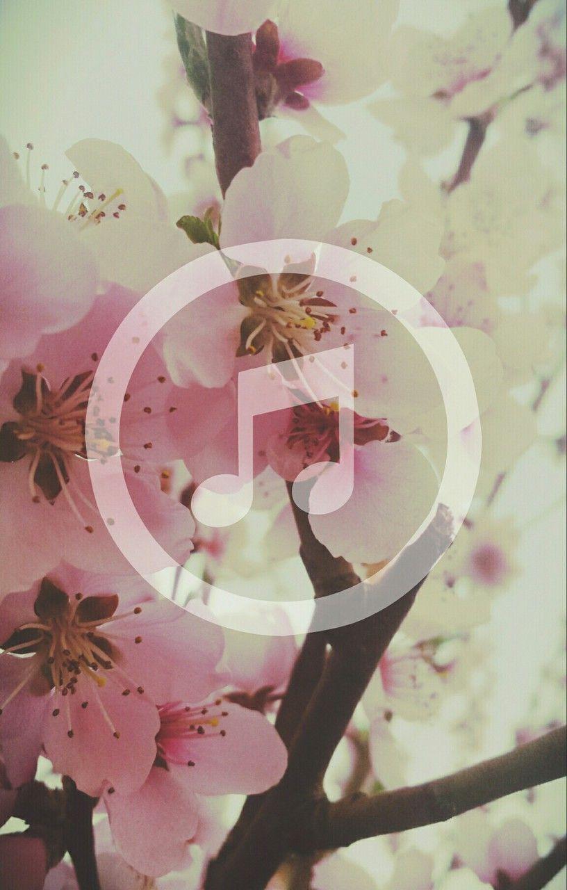 816x1280 beautiful, beautiful cute, cute, flower, iphone, music