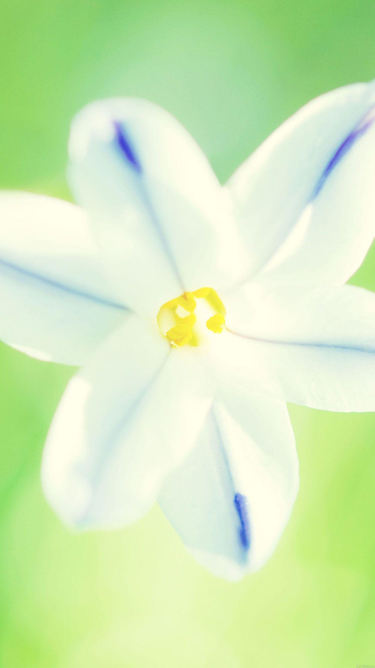 1242x2208 iPhonePapers 21 ii cute flower
