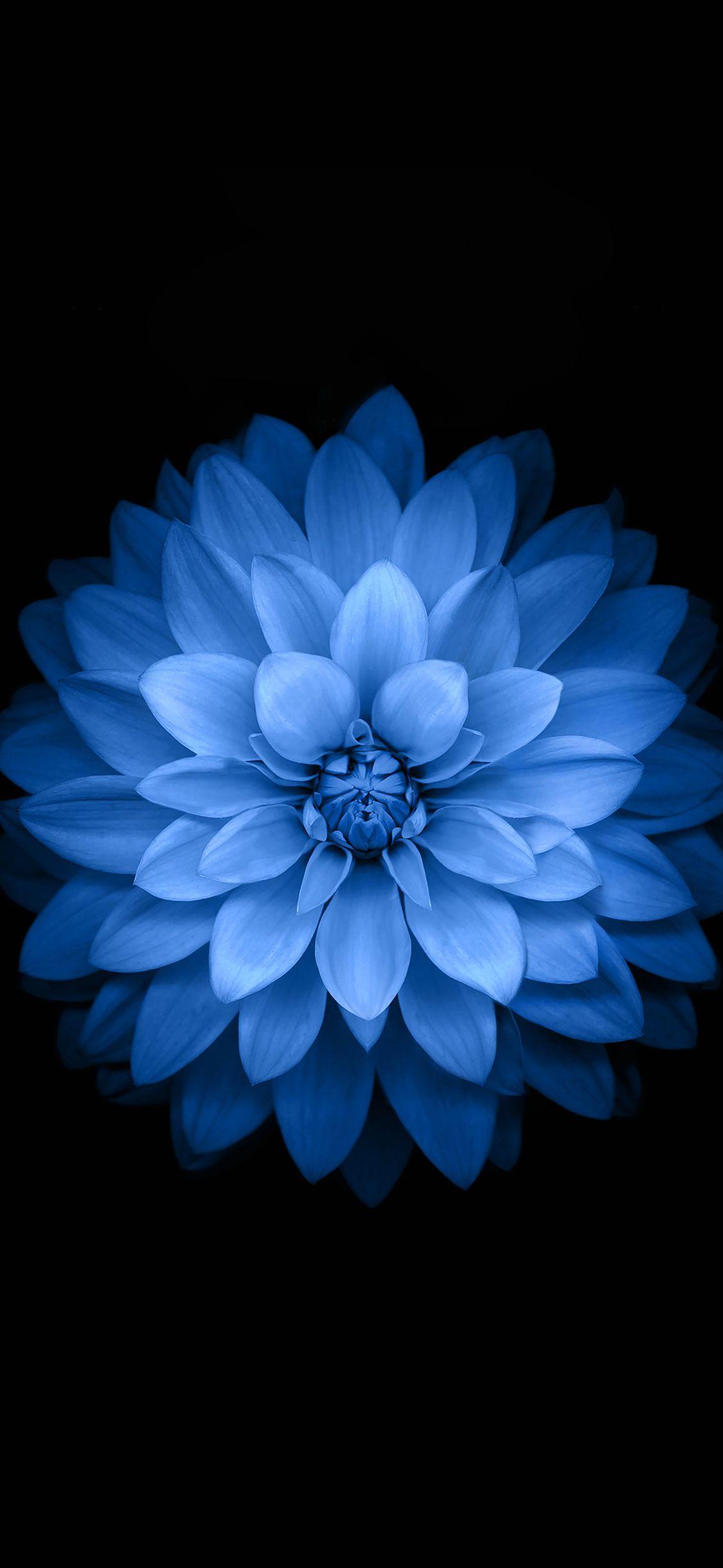 1125x2436 Wallpaper Apple Blue Lotus Iphone6 Plus Ios8 Flower