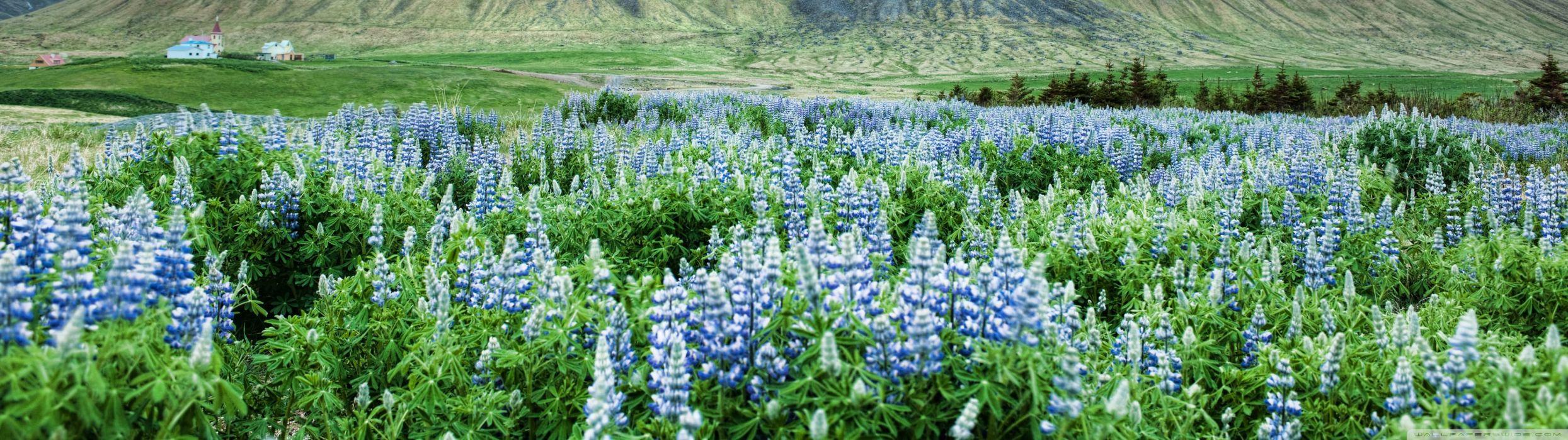 2489x700 Flower flowers fleur fleurs champ dual monitor scree multi