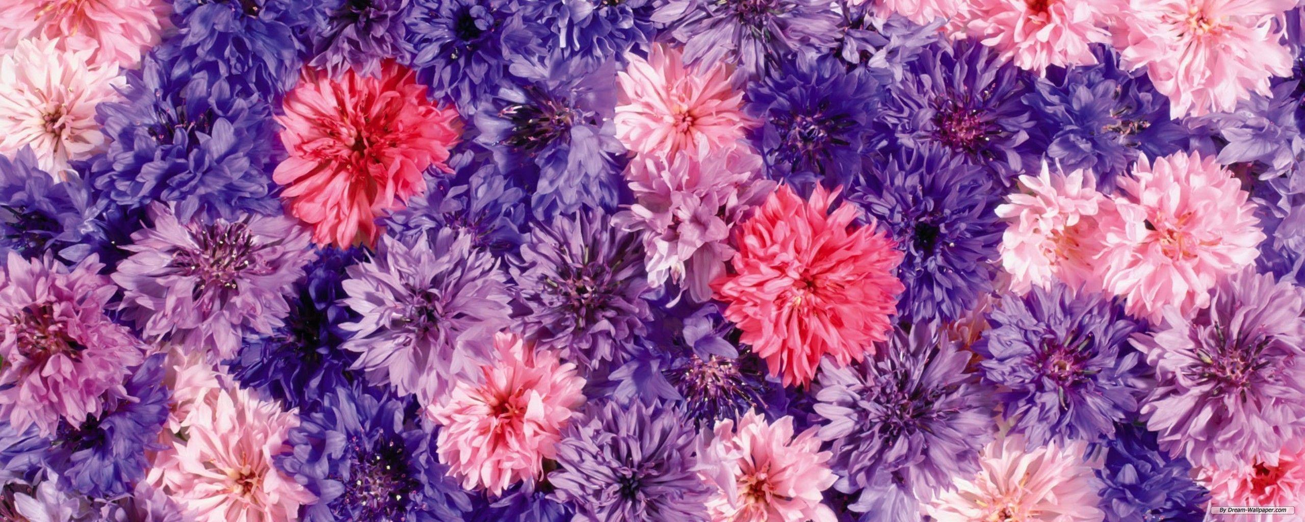 Flowers Dual Screen Wallpapers - Top Free Flowers Dual Screen