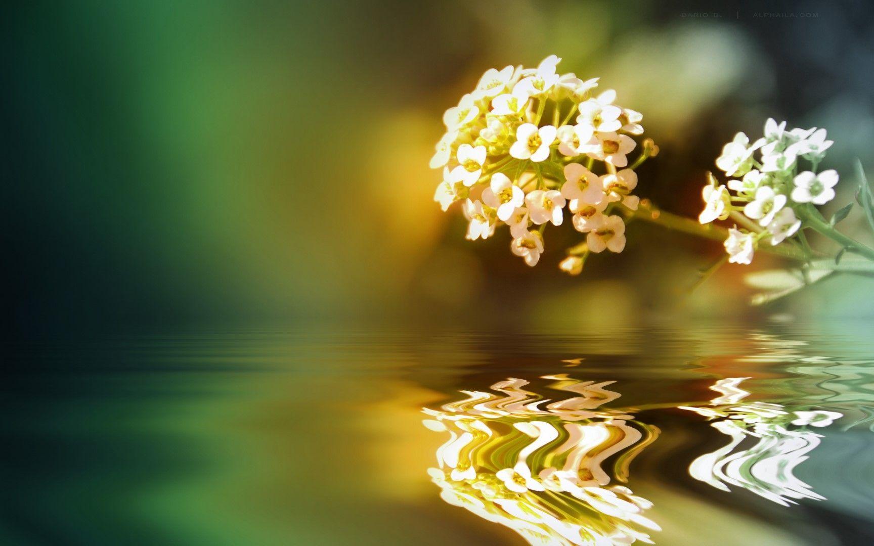 1728x1080 HD 16:9 High Resolution Desktop Wallpaper for Widescreen, Fullscreen, High Definition, Dual M. Nature background, Beautiful flowers, Desktop wallpaper