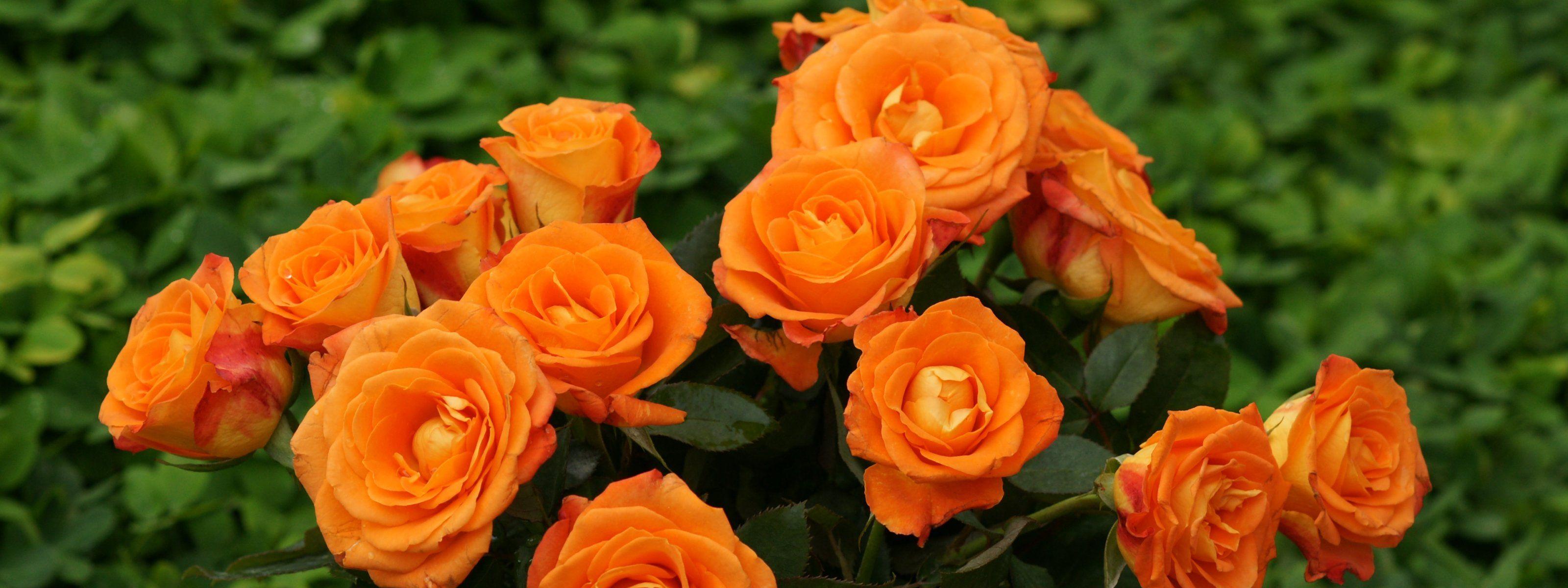 3200x1200 Orange Roses wallpaperx1200