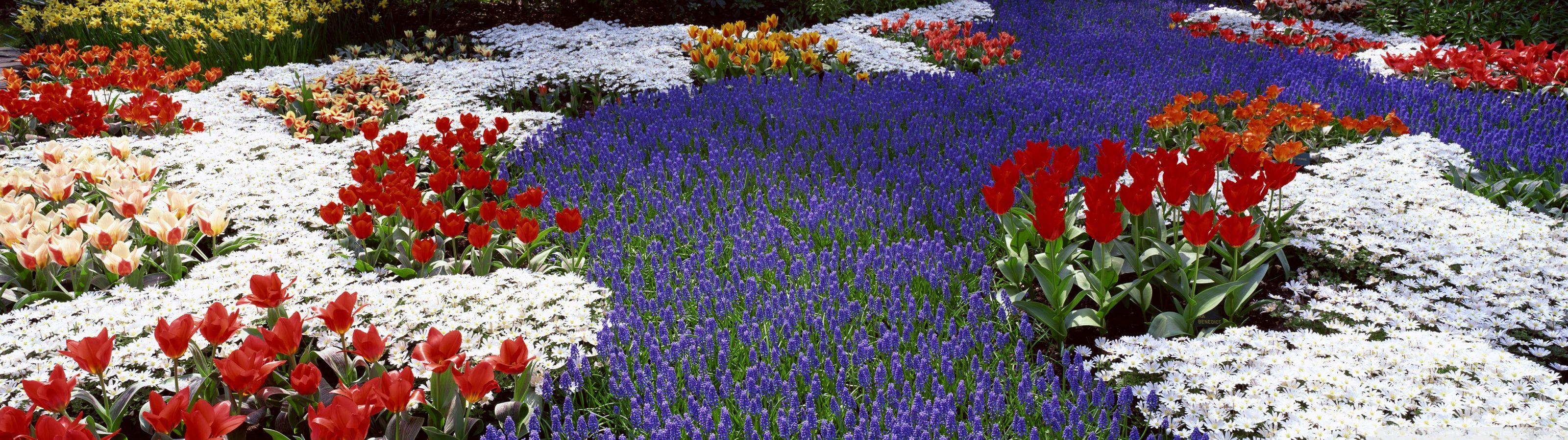 3200x900 Flower Wallpaper and Background Imagex900