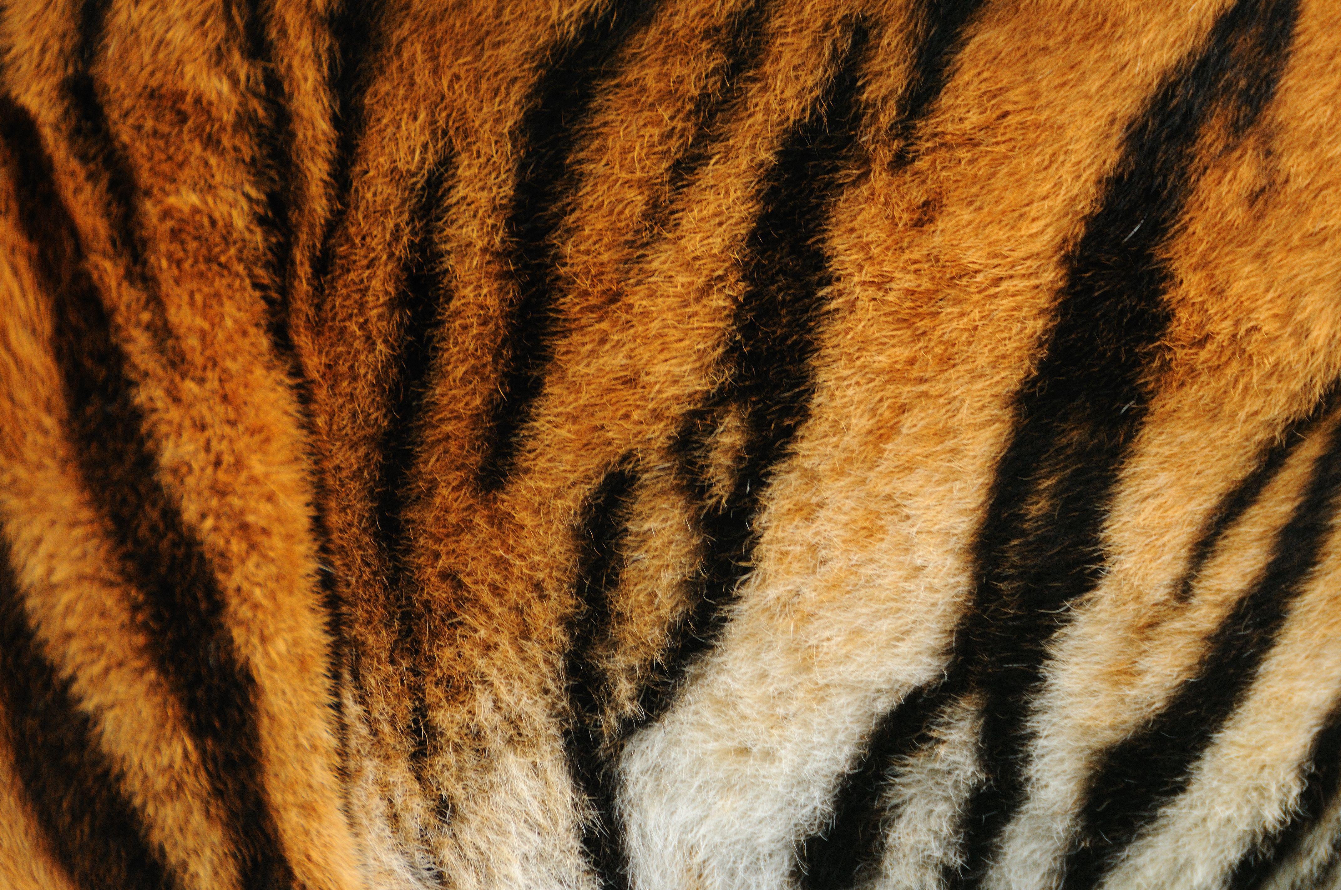 Tiger Stripes Background Images HD Pictures and Wallpaper For Free  Download  Pngtree