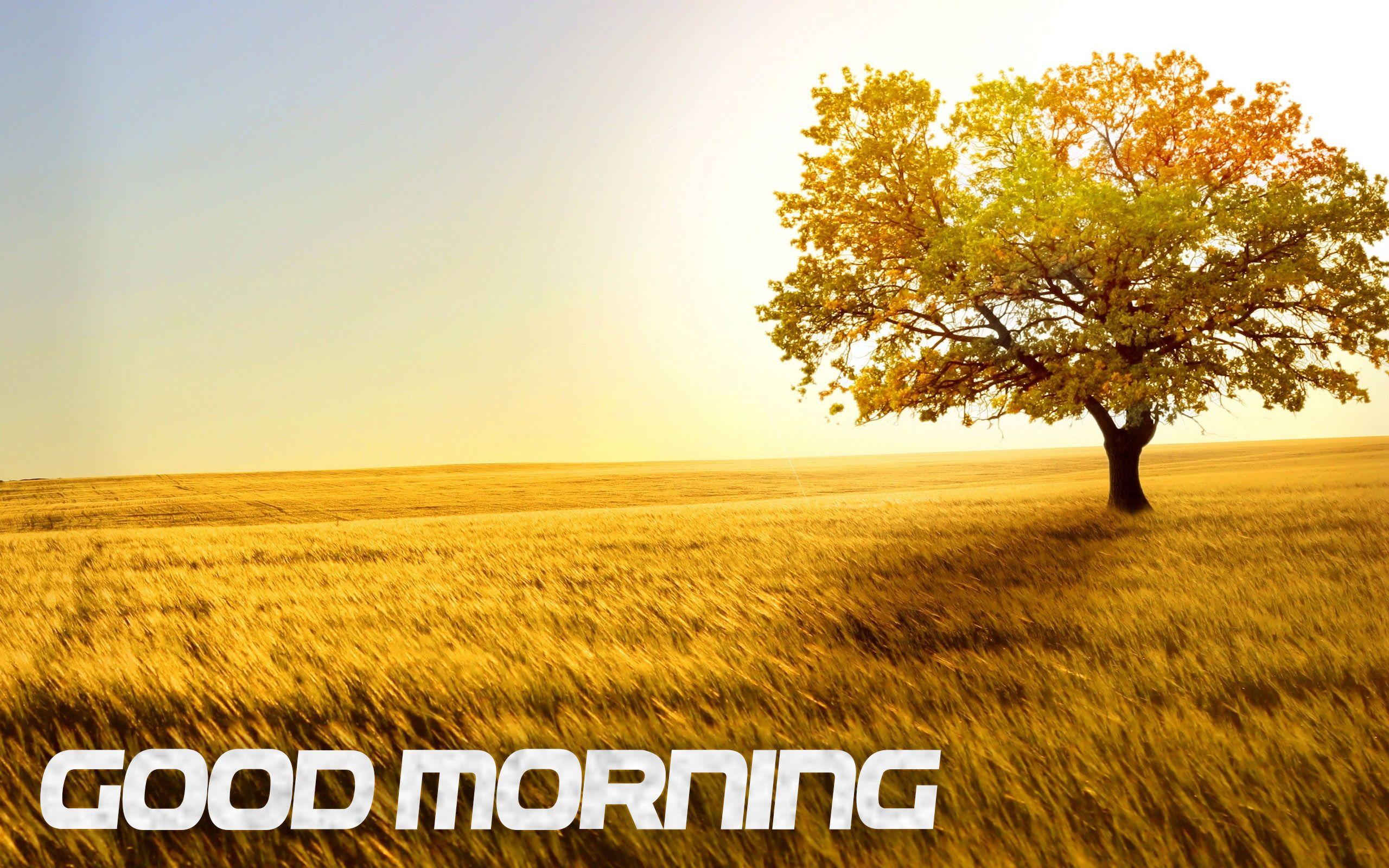 2560x1600 Tree Good Morning Wallpaper 26806
