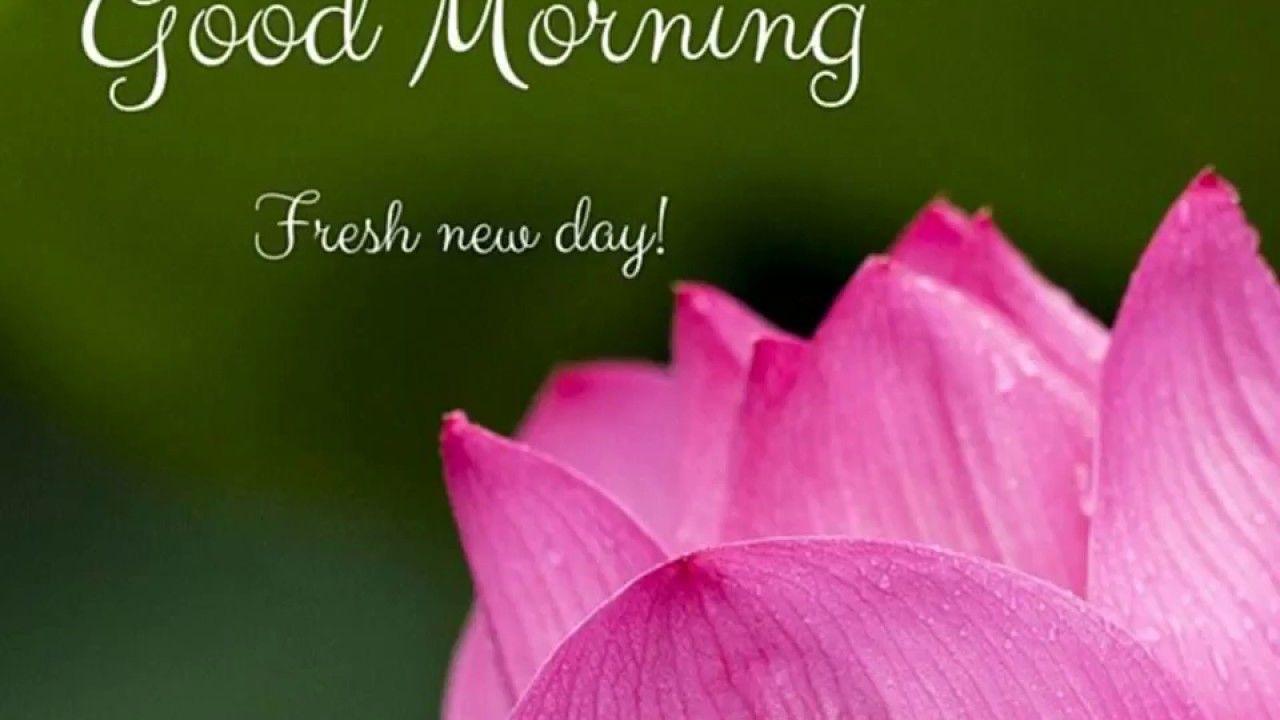 1280x720 Good Morning Flower Image, Photos & HD Wallpaper For Whatsapp FB Instagram Love Special Someone