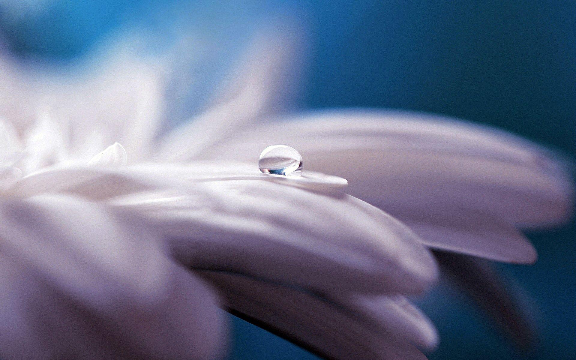 1920x1200 Pure Water Drop Flower Wallpaper in jpg format for free