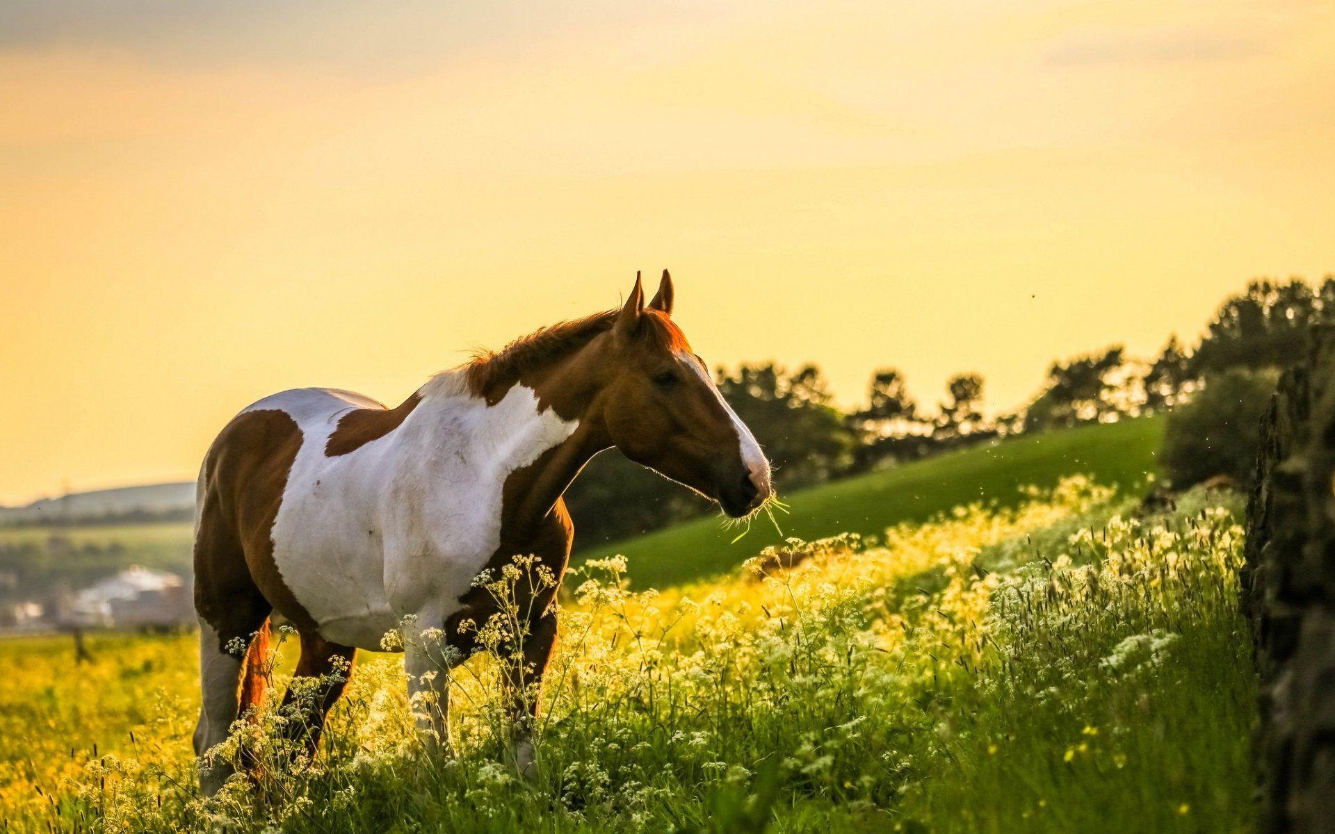 Spring Horse Wallpapers - Top Free Spring Horse Backgrounds