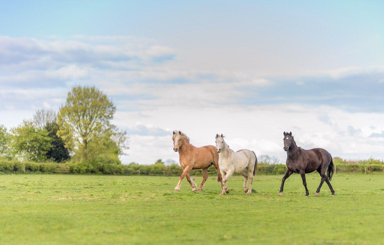 happy trails spring horse