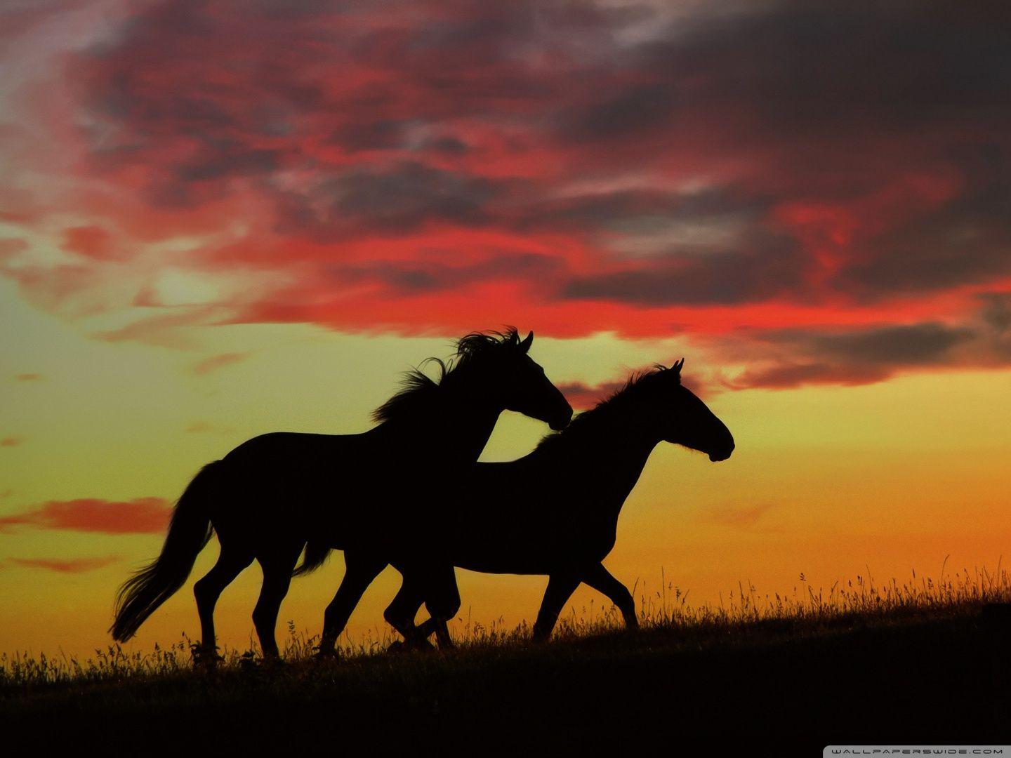 1440x1080 Wild Horses Running ❤ 4K HD Desktop Wallpaper for 4K Ultra