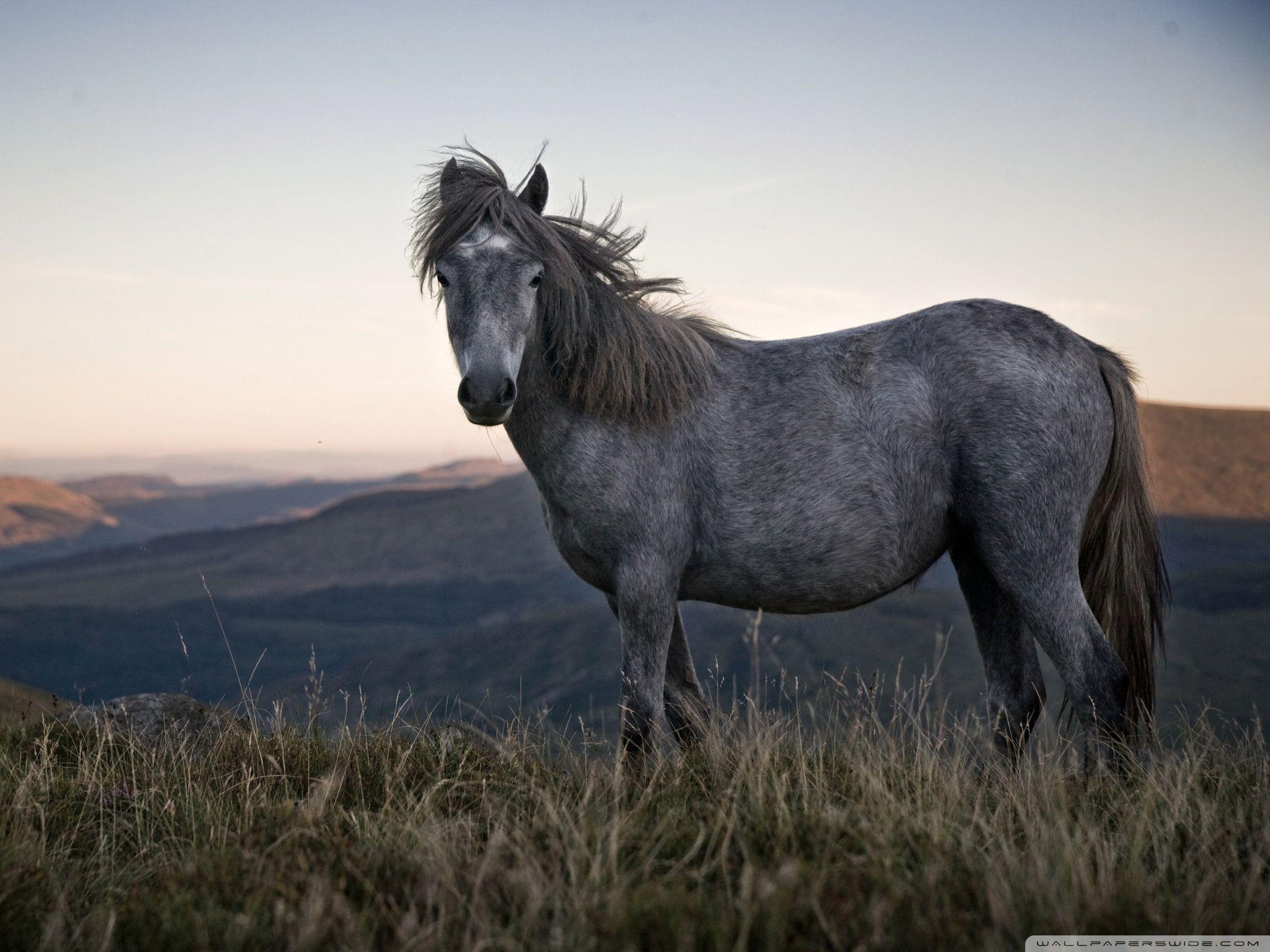 2048x1536 Beautiful Wild Horse ❤ 4K HD Desktop Wallpaper for 4K Ultra