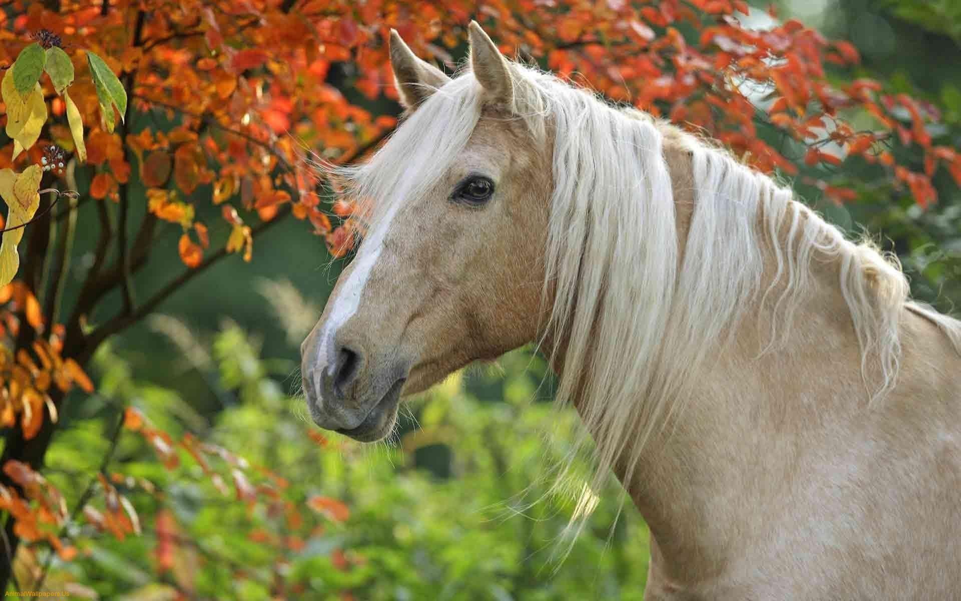 1920x1200 Fall Horse Wallpaper