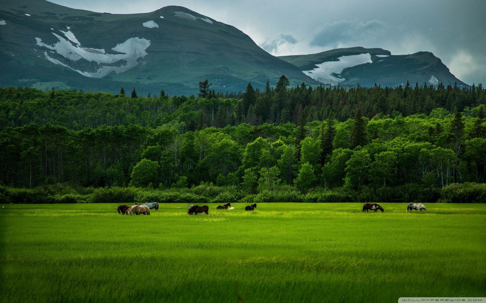 1680x1050 Wild Horses Desktop Wallpaper