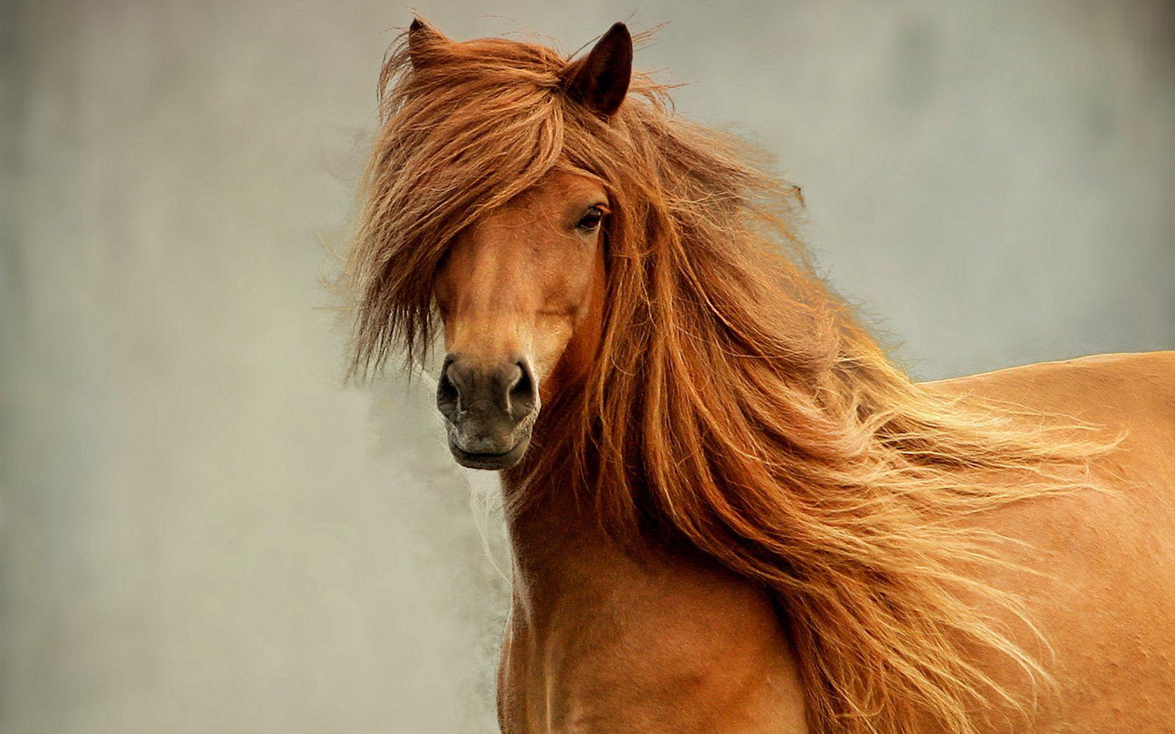 1680x1050 Beautiful Horse, HD Wallpaper & background Download