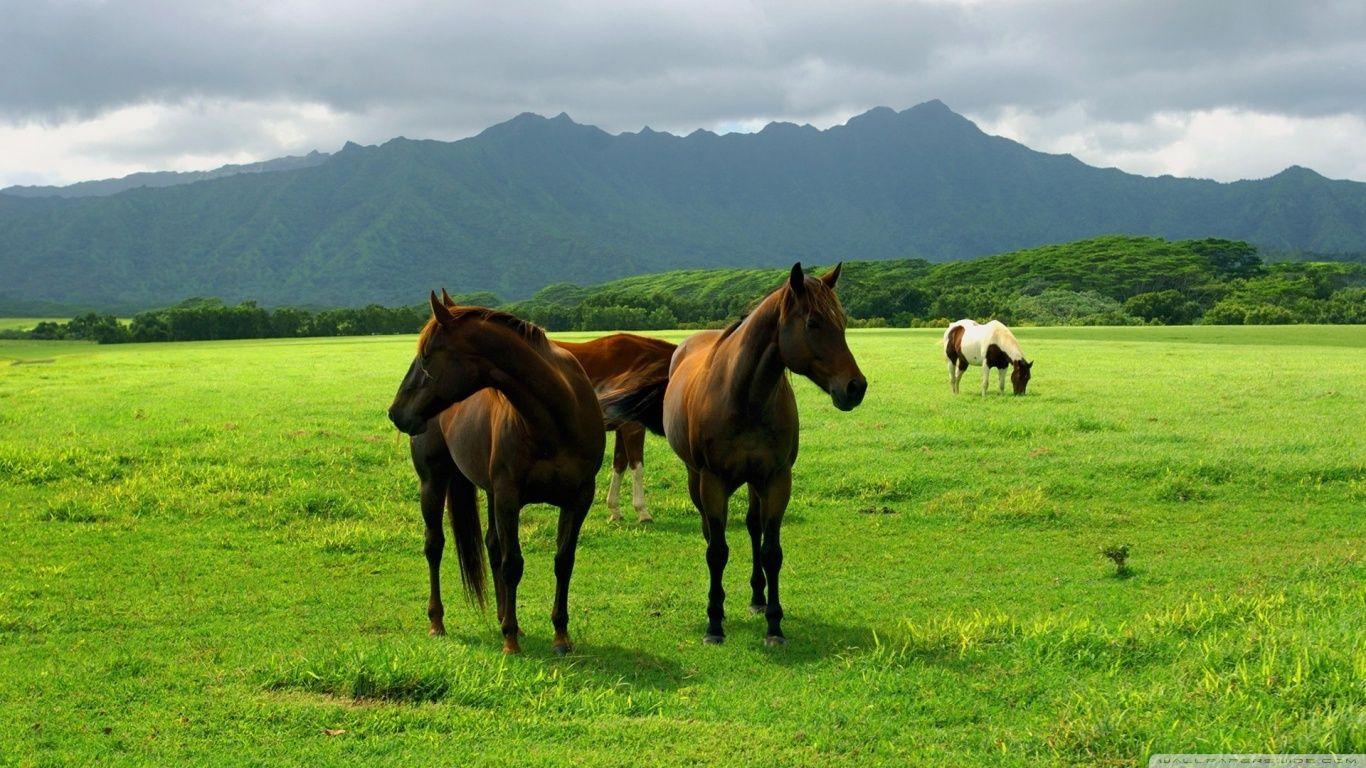 1366x768 Wild Horses ❤ 4K HD Desktop Wallpaper for 4K Ultra HD TV