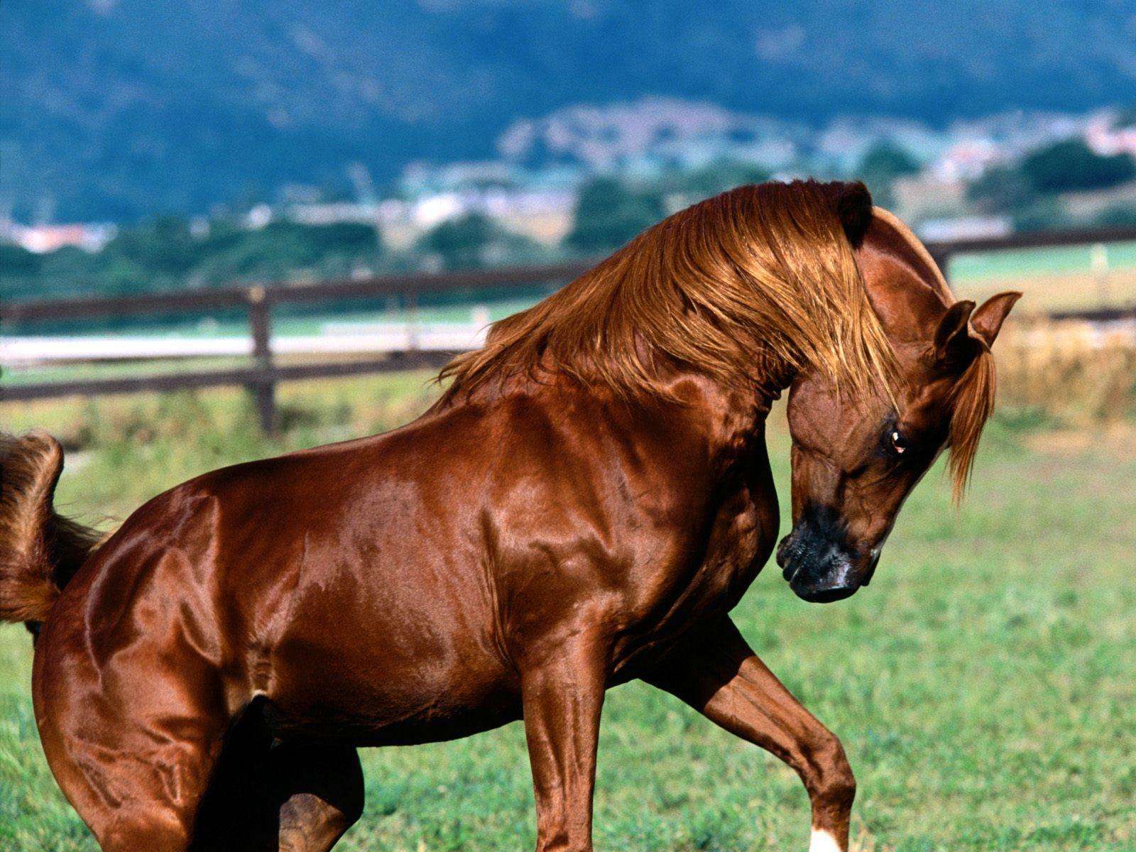 1600x1200 Wild Horse Wallpaper