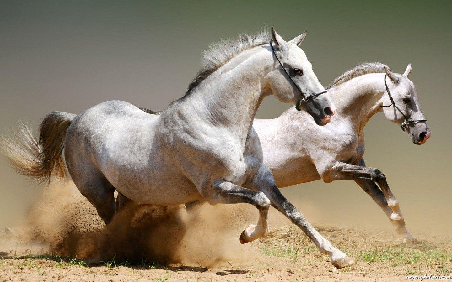 1440x900 Free download Wild Horses HD Wallpaper Wild Horses HD