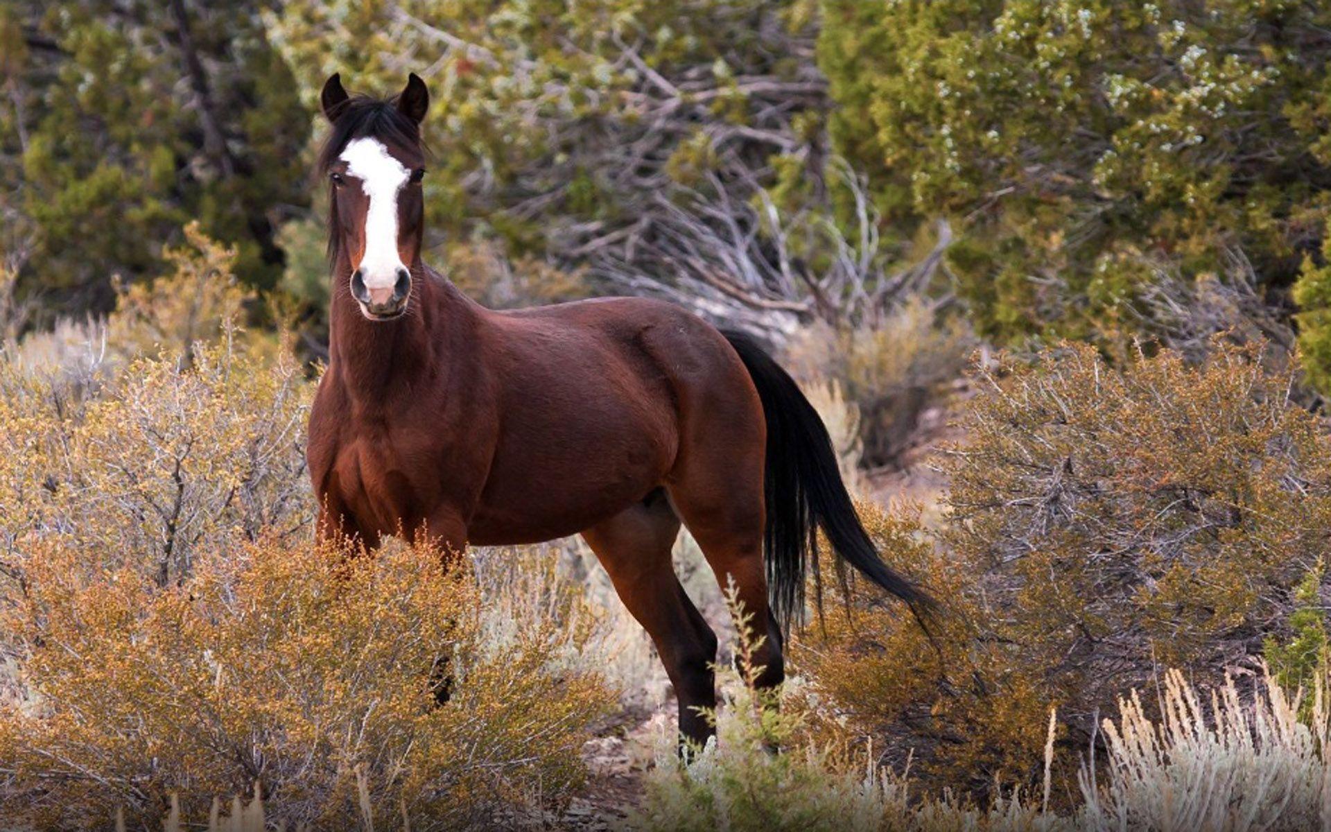 1920x1200 Mustang Wild Horse In Nature Originated By Spanish Mustangs Horses