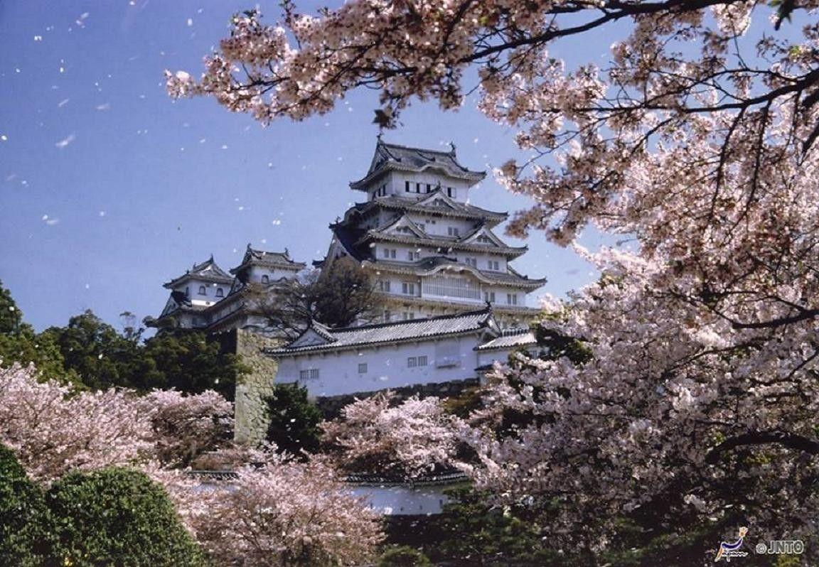 1152x798 Ancient: Himeji Castle Spring Sakura Japanese Cherry Blossom Japan