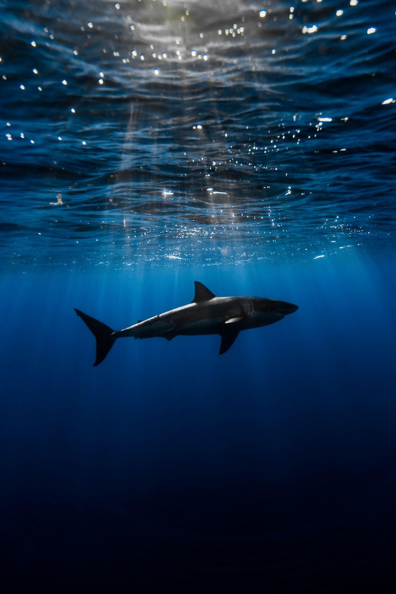 1280x1920 Shark pape