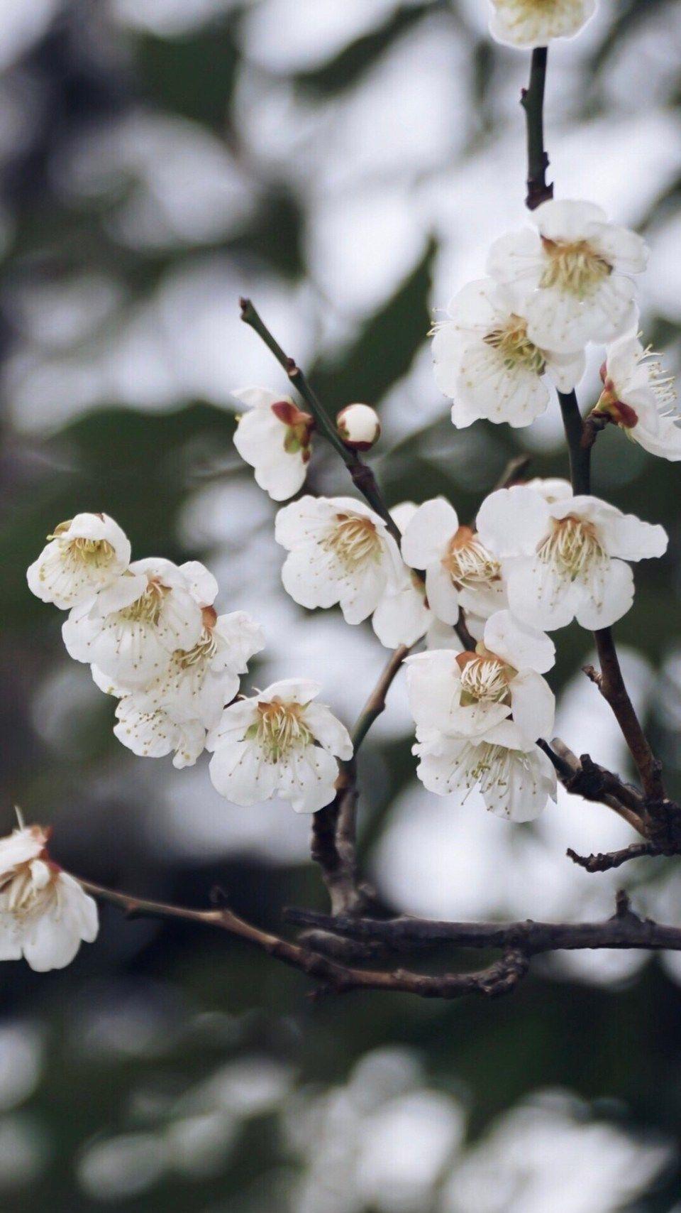 960x1708 Free Wallpaper Plum Blossoms (Sakura Style) • Bunnytokyo