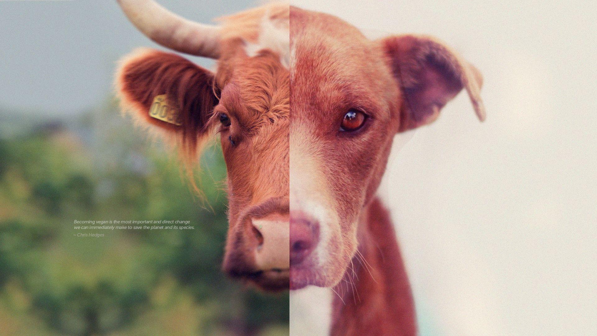 1920x1080 Vegan Wallpaper