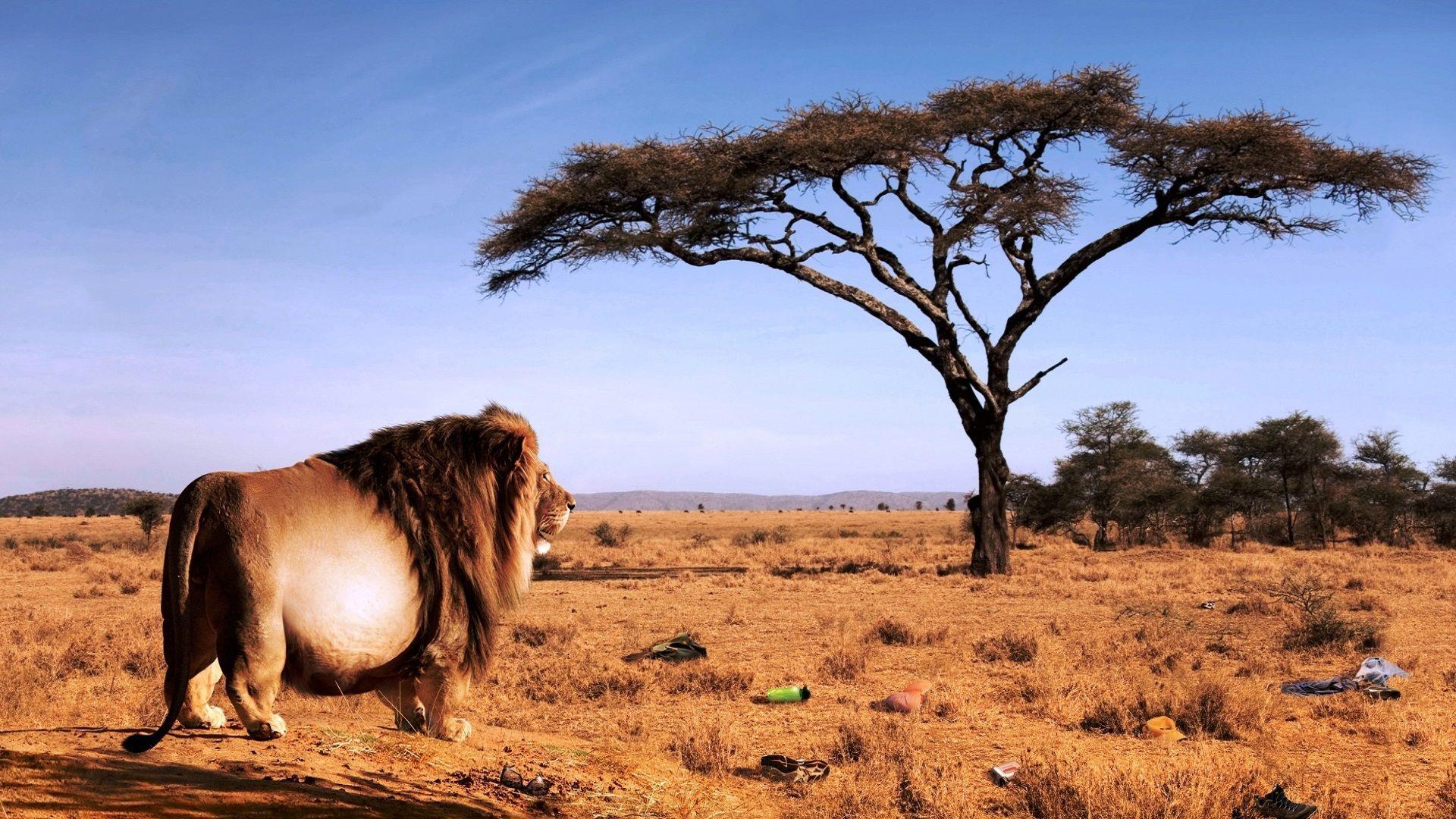 1920x1080 Lunch Wallpaper. Free Wallpaper. Lion wallpaper, Lion