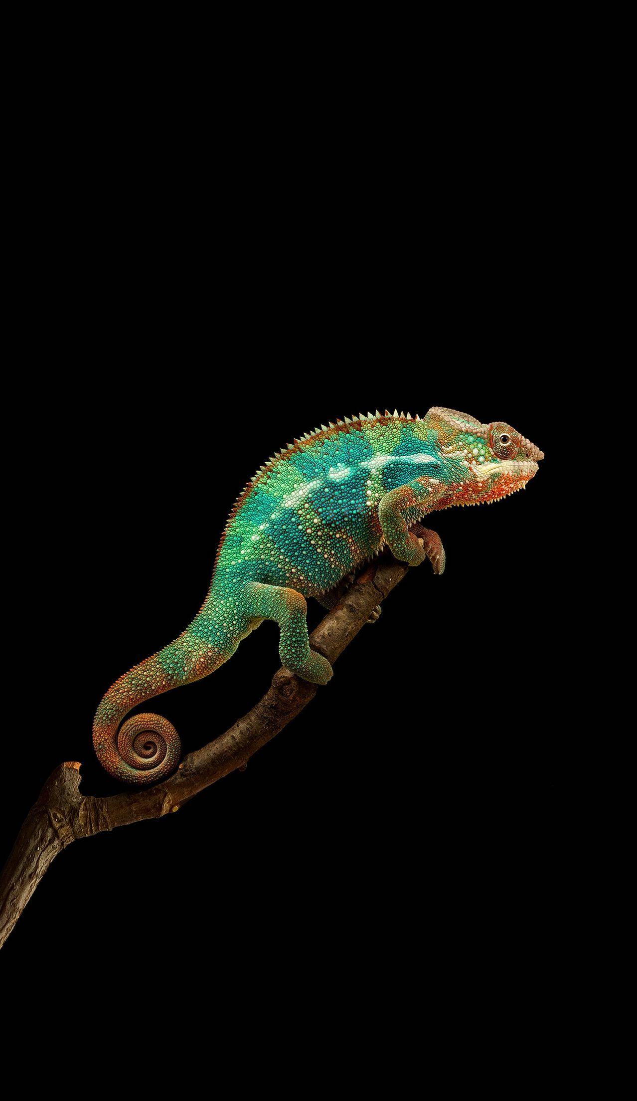 Unique Chameleon Changing Colour Free iPhone Wallpapers Free Download