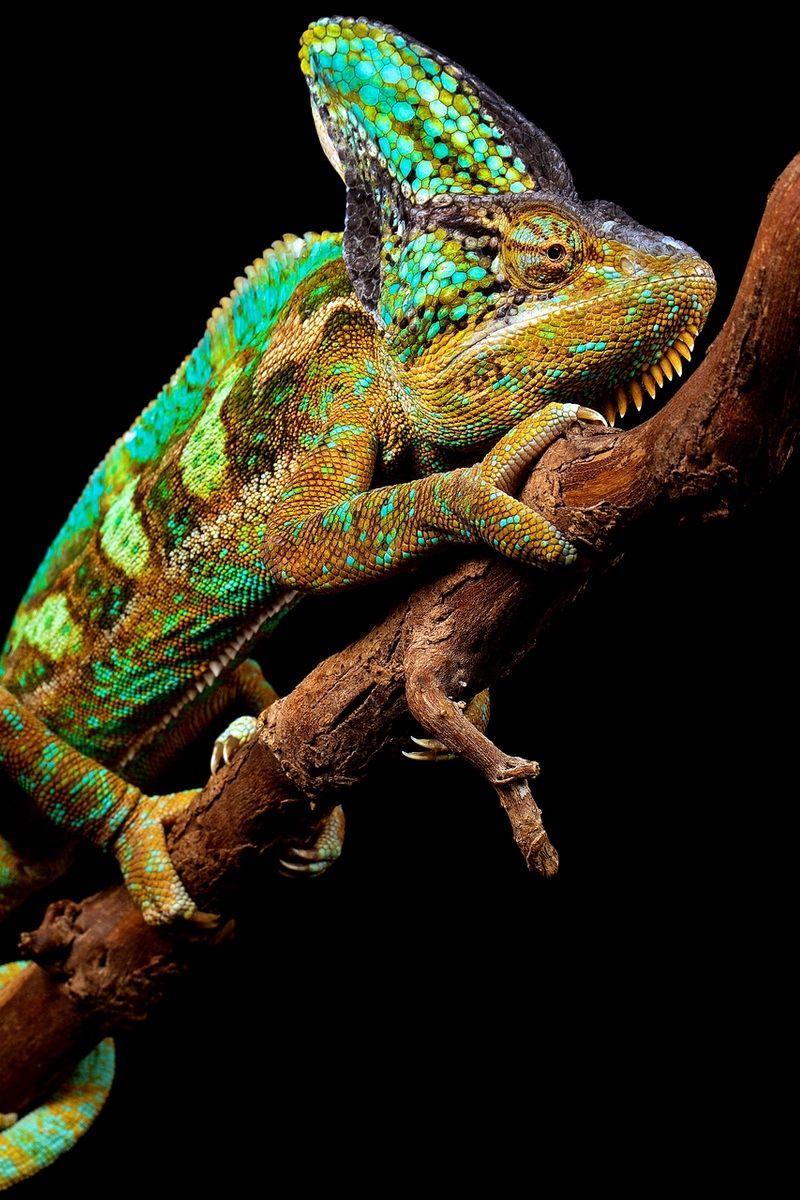800x1200 Download wallpaper 800x1200 chameleon, reptile, branch