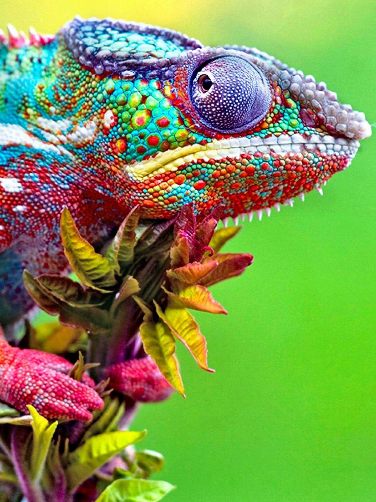 1200x1600 Chameleon Mobile Wallpaper