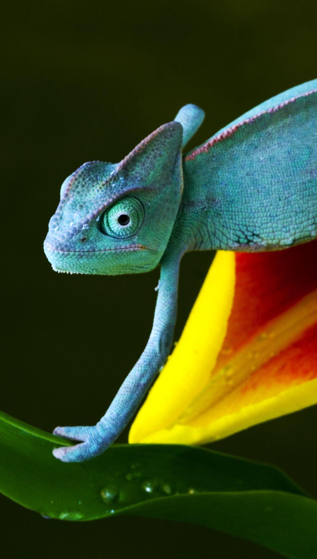 1089x1920 Chameleon htc one wallpaper, free and easy to download