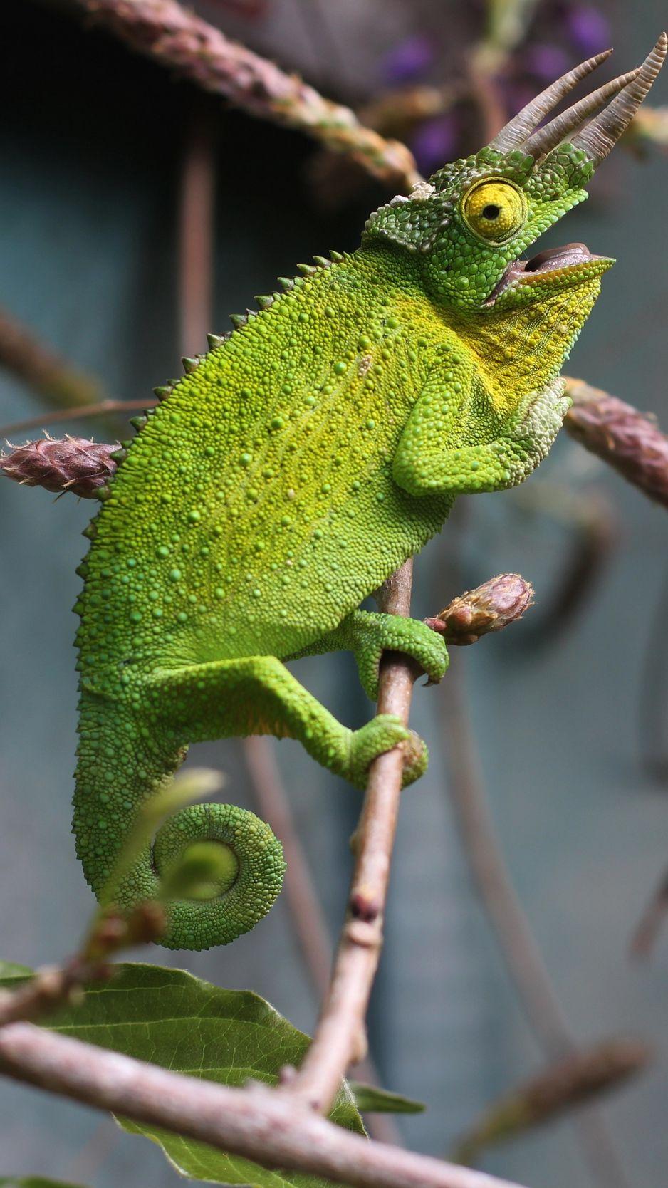 938x1668 Download wallpaper 938x1668 chameleon, reptile, branch
