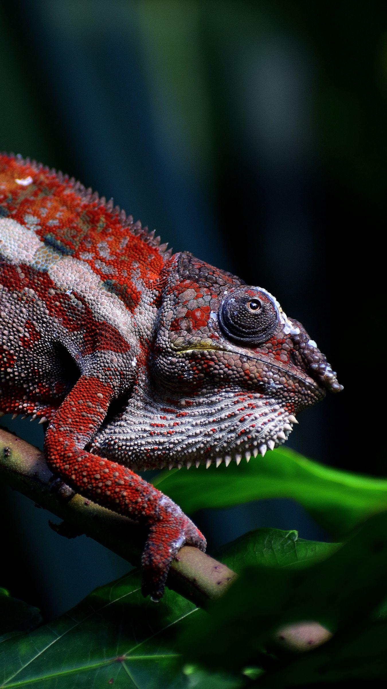 1350x2400 Download wallpaper 1350x2400 chameleon, reptile, red, branch