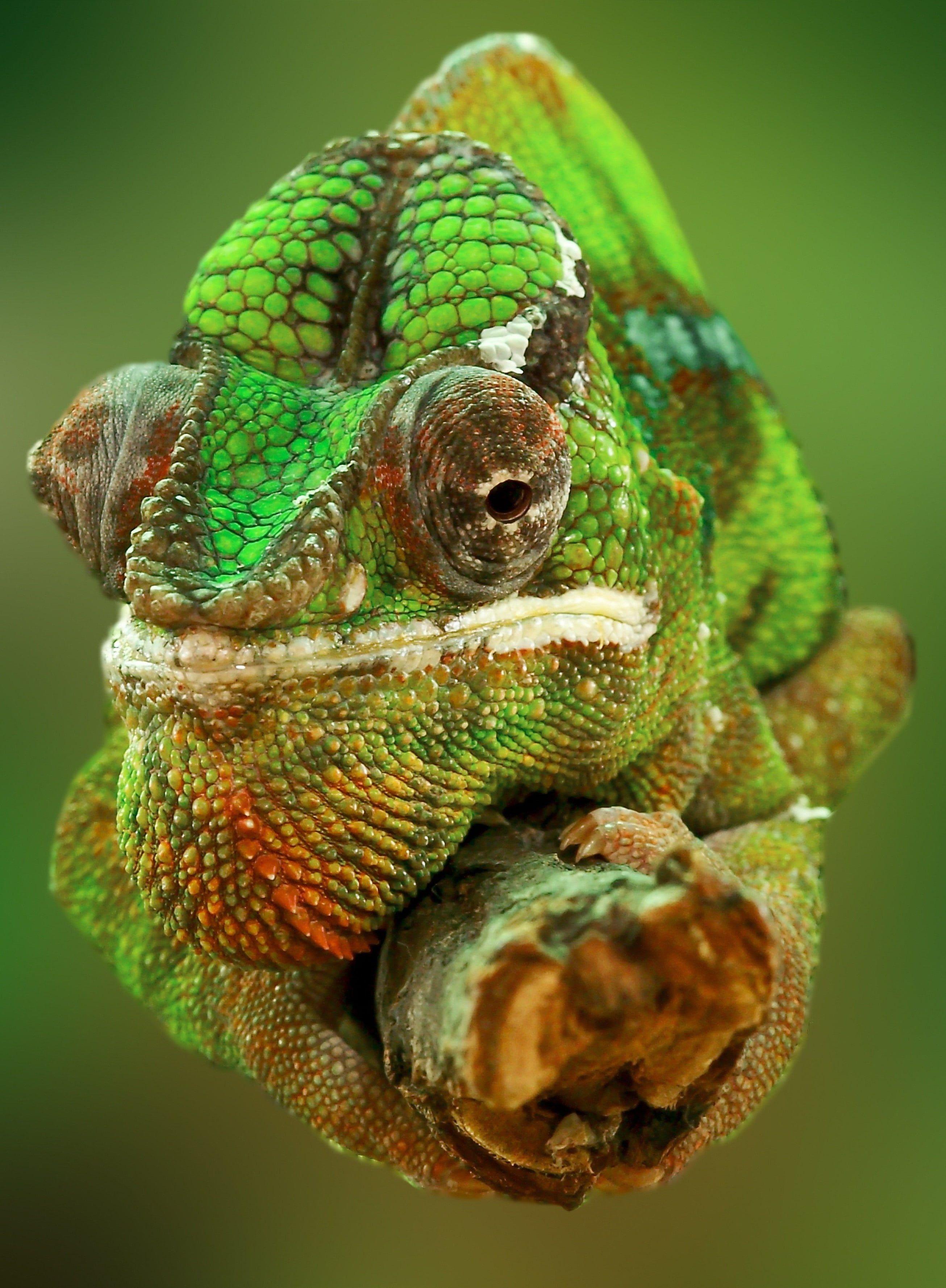 2611x3555 Chameleon HD