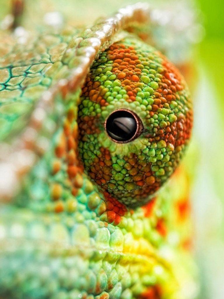 768x1024 Animal Chameleon (768x1024) Wallpaper