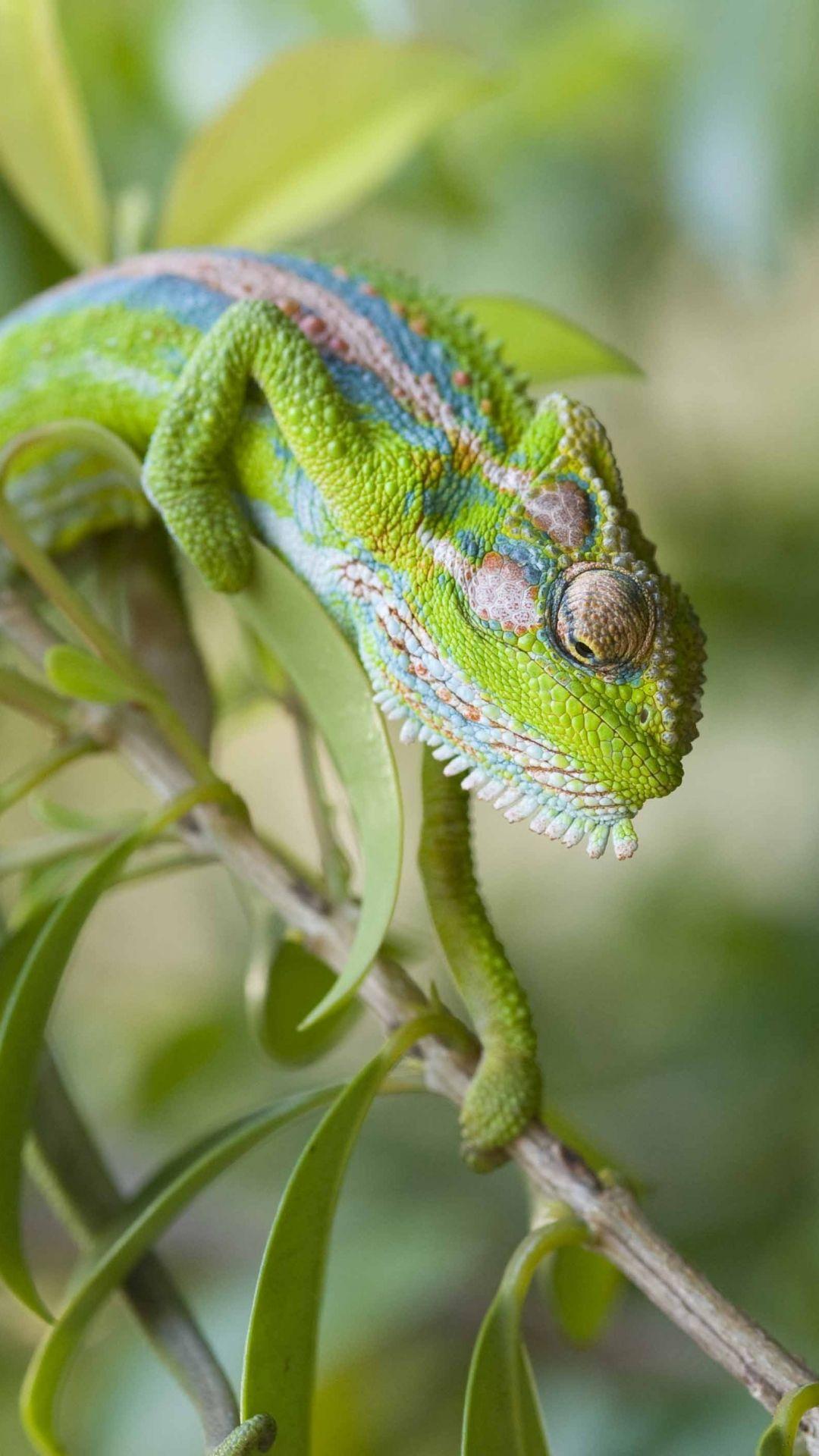 Chameleon Phone Wallpapers - Top Free Chameleon Phone Backgrounds ...