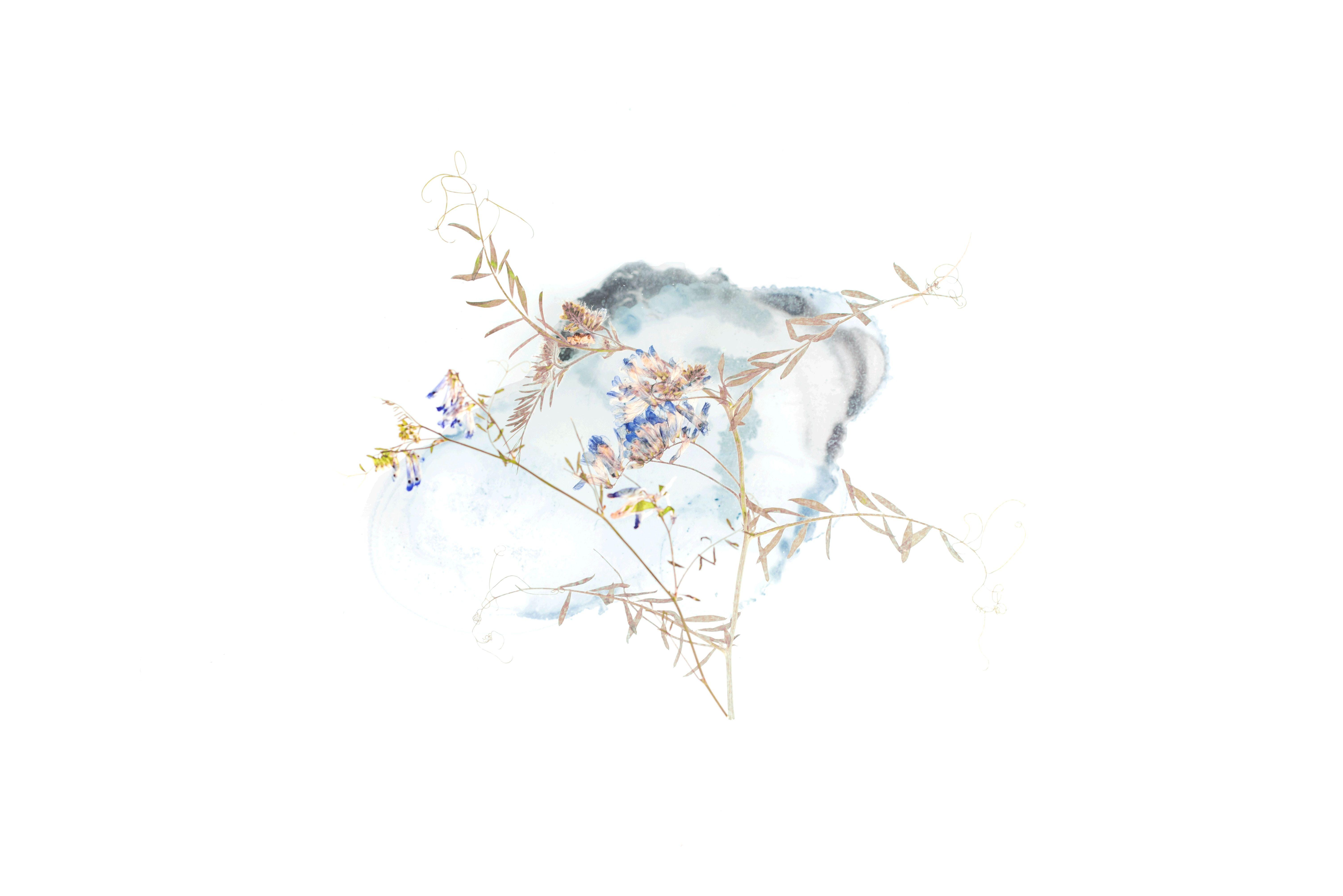 6016x4016 6016x4016 #flower, #Creative Commons image, #wild