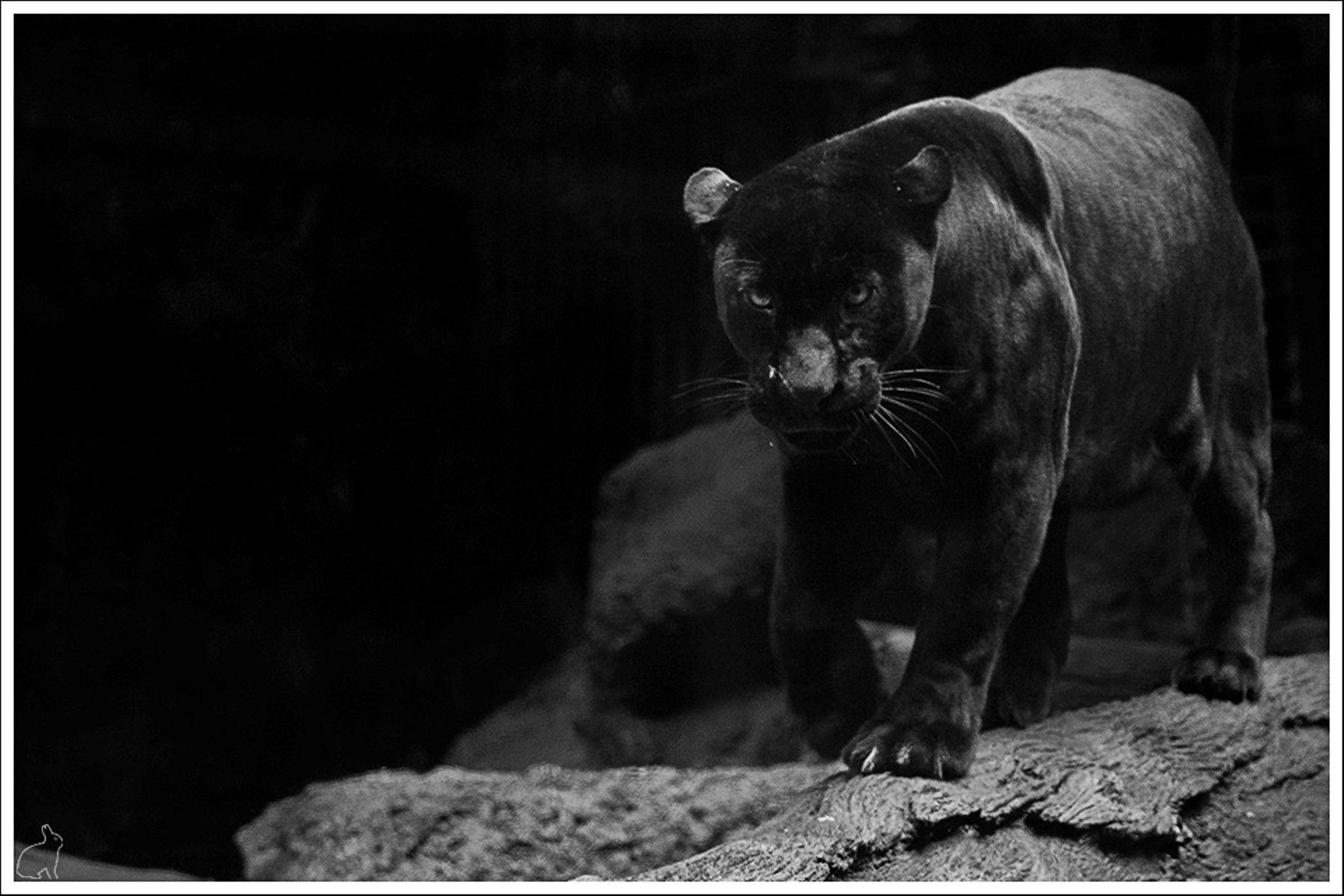 1800x1200 Jaguar Desktop Wallpaper