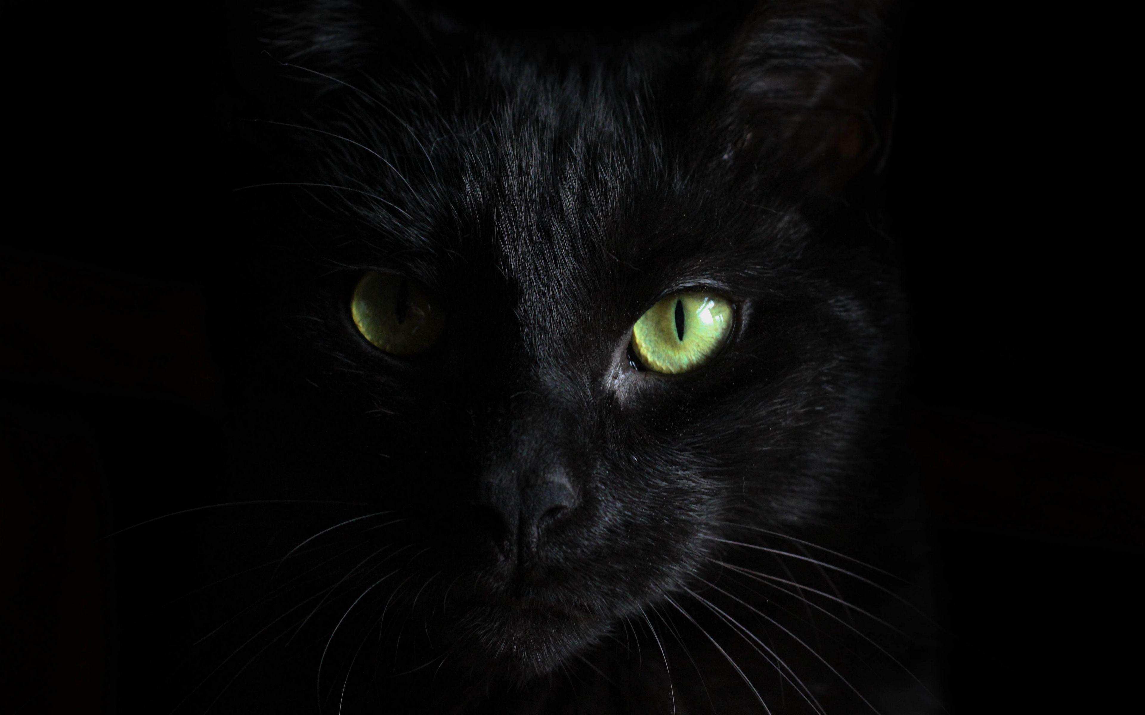 3840x2400 Download wallpaper 3840x2400 black cat, muzzle, look 4k
