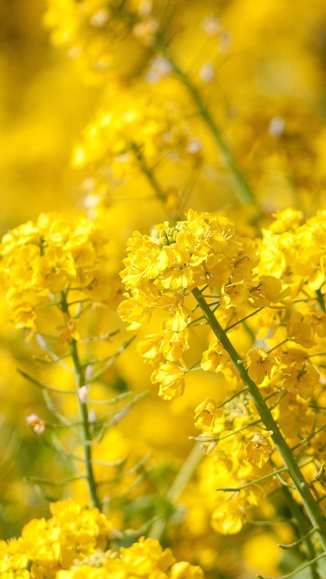 1080x1920 Nature Spring Yellow Cole Flowers iPhone 6 Wallpaper Download. iPhone Wallpaper, iPad wallpaper O. Yellow flower wallpaper, Spring wallpaper, Yellow wallpaper