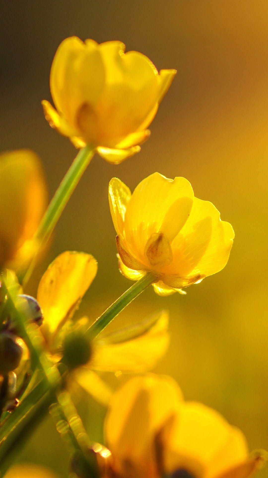 1080x1920 Yellow Buttercups Flowers 1080x1920 IPhone 8 7 6 6S Plus