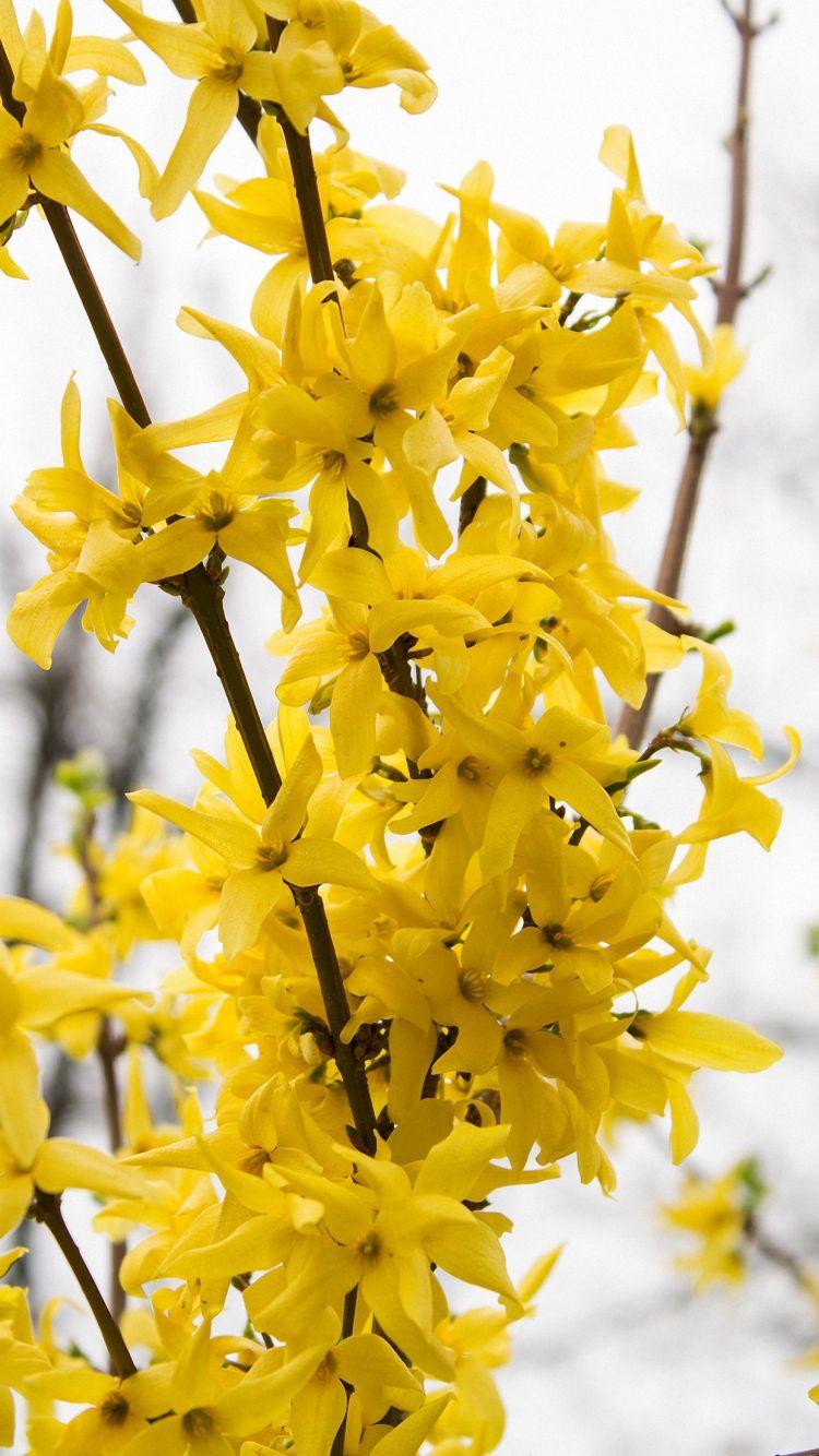 750x1334 Yellow Flower iPhone 6s Wallpaper HD