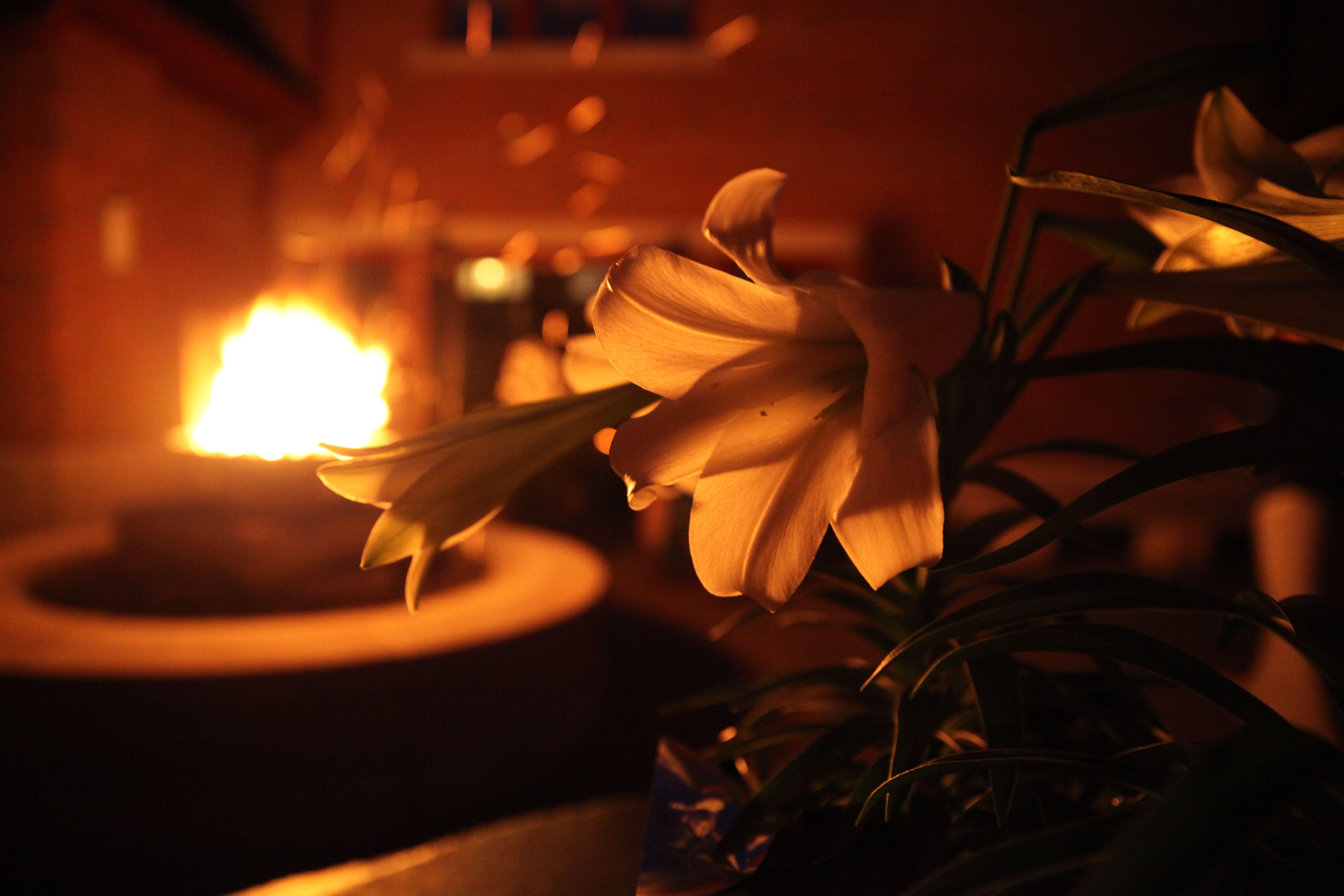 Vigil Wallpapers Top Free Vigil Backgrounds WallpaperAccess