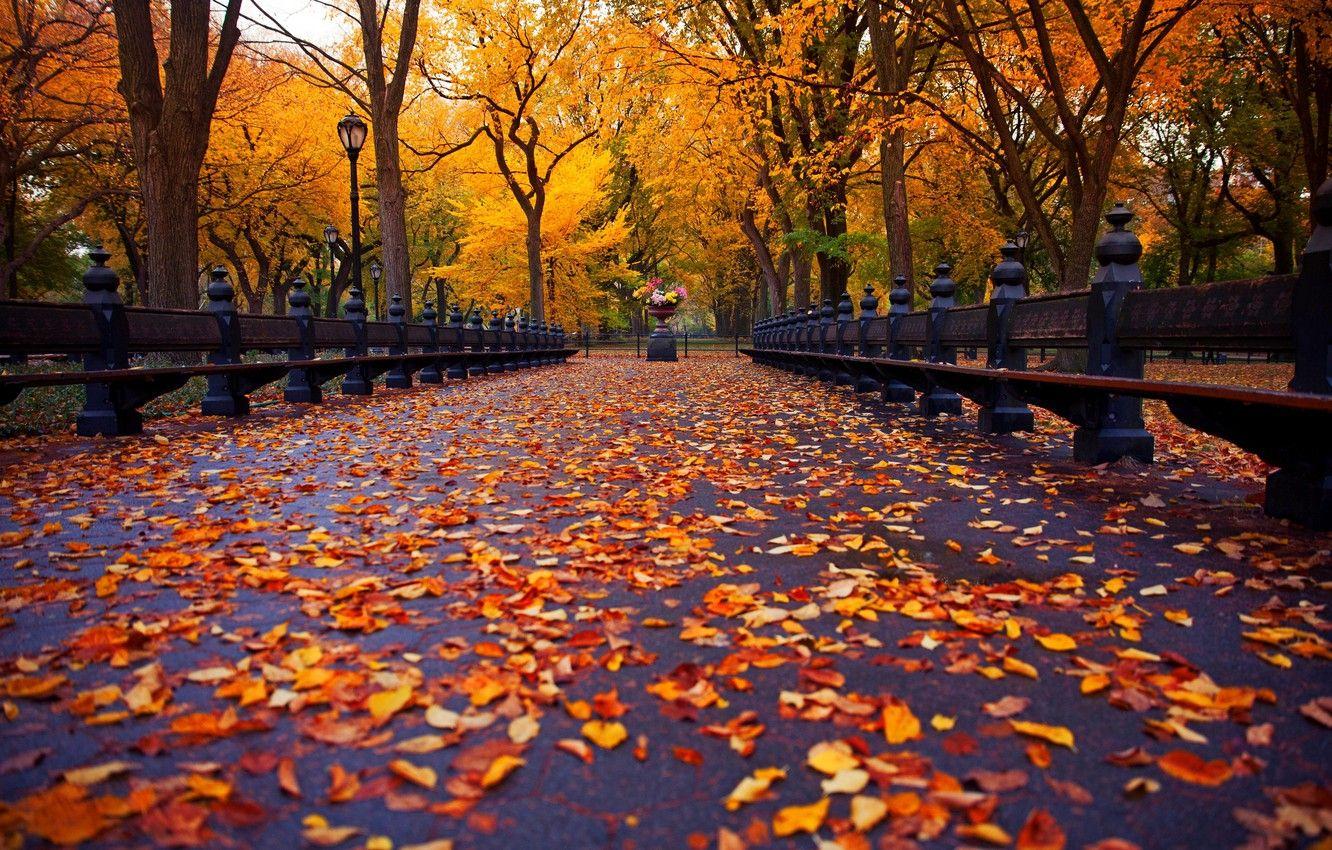 1332x850 Wallpaper autumn, leaves, trees, bench, nature, Park, New