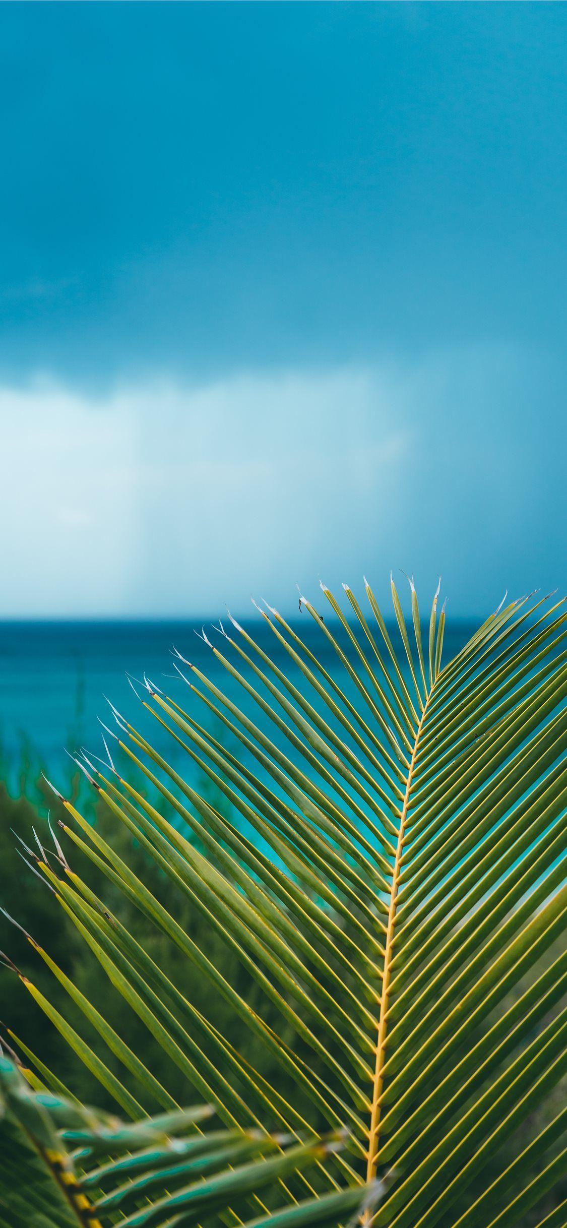 1125x2436 Eleuthera Bahamas iPhone X Wallpaper Free Download