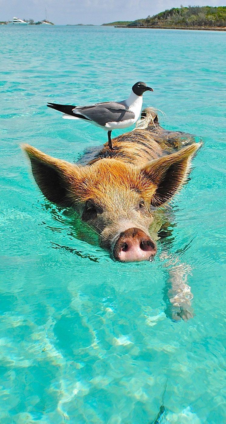 744x1392 pig #water #wallpaper #background #iphone. Animals, Animals