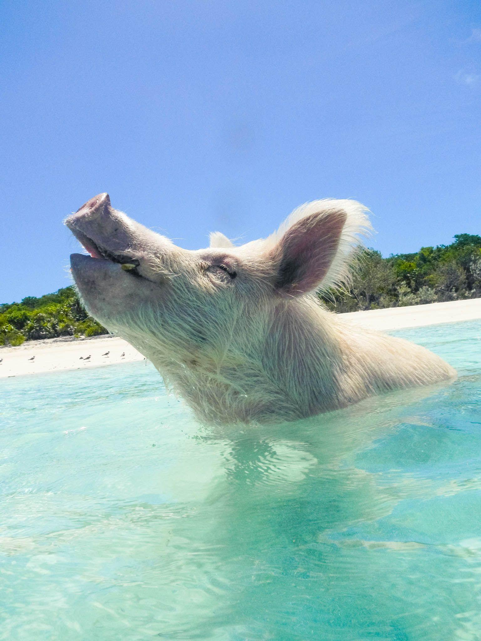 1536x2048 Pigs In The Bahamas Wallpaper High Quality