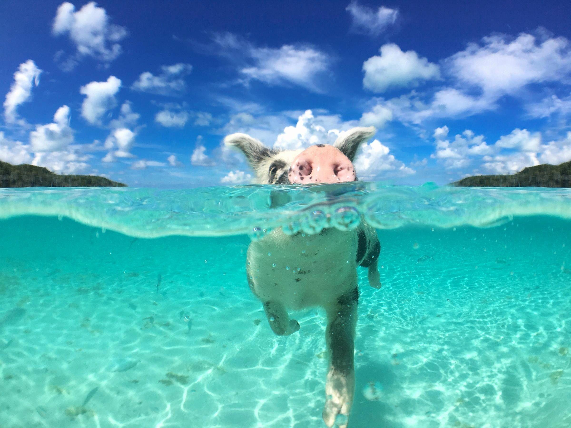 2400x1800 Bahamas Wallpaper iPhone